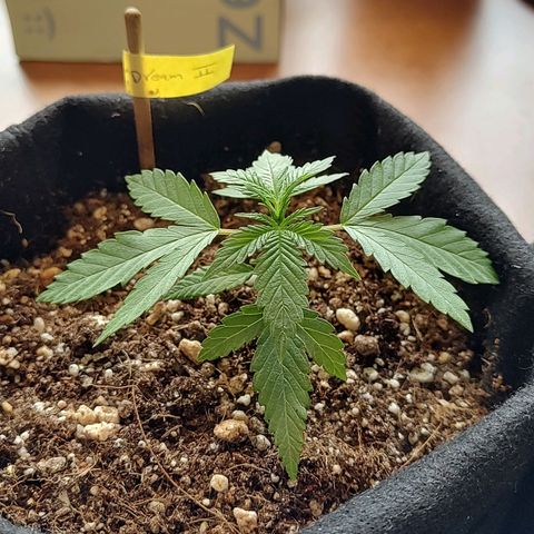 Speranza growlog timeline photo