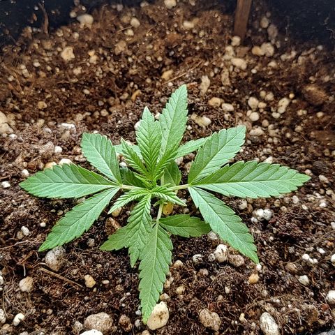 Speranza growlog timeline photo