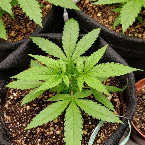 Speranza growlog timeline photo