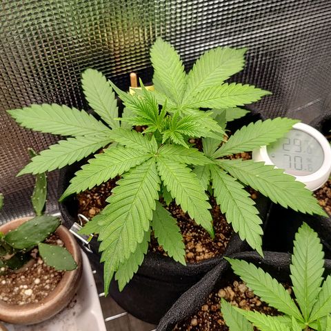 Speranza growlog timeline photo