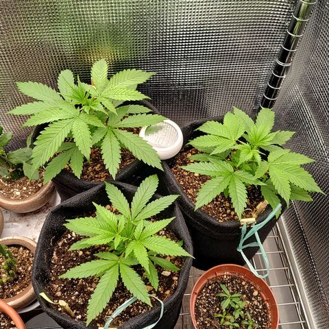 Speranza growlog timeline photo