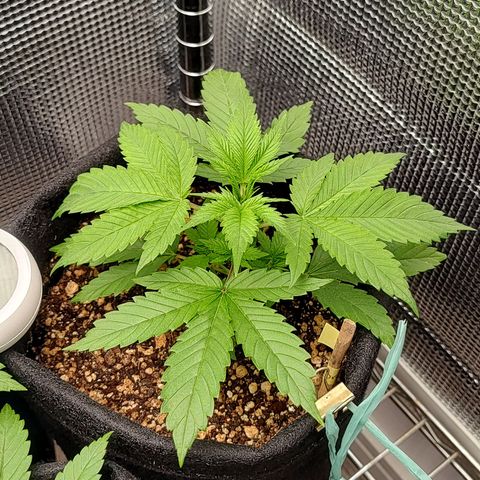 Speranza growlog timeline photo