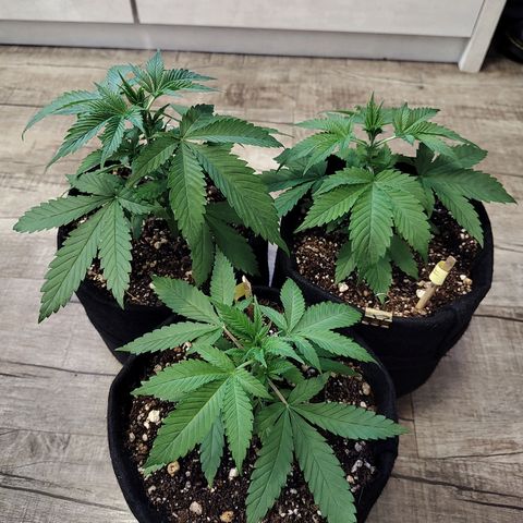 Speranza growlog timeline photo