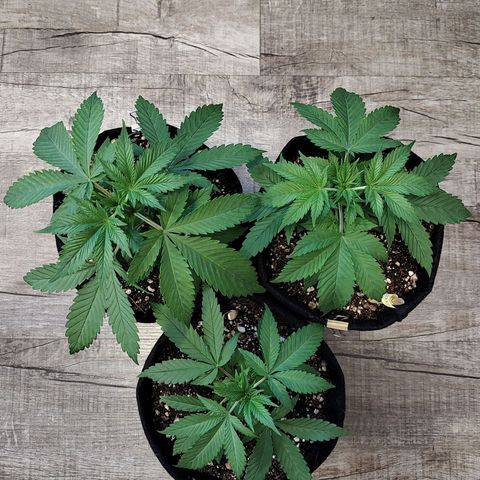 Speranza growlog timeline photo