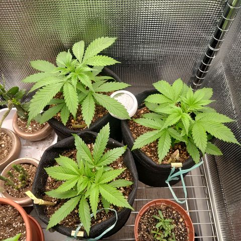 Speranza growlog timeline photo