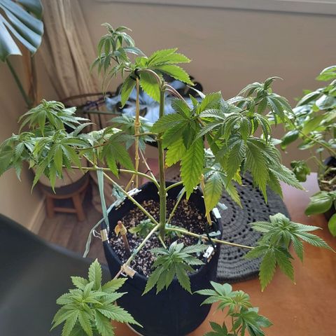 Speranza growlog timeline photo