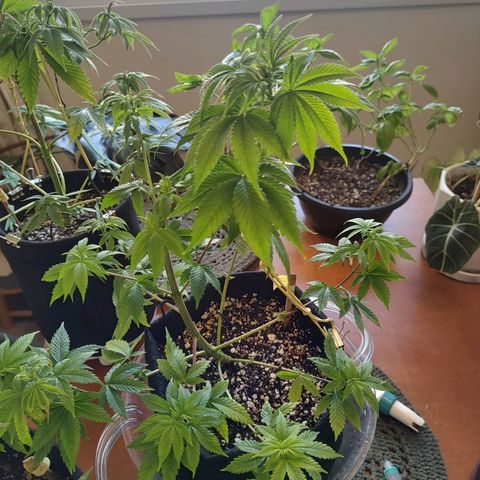 Speranza growlog timeline photo