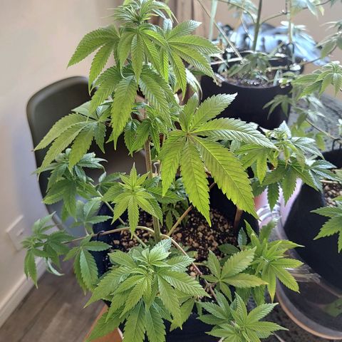 Speranza growlog timeline photo