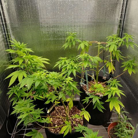 Speranza growlog timeline photo