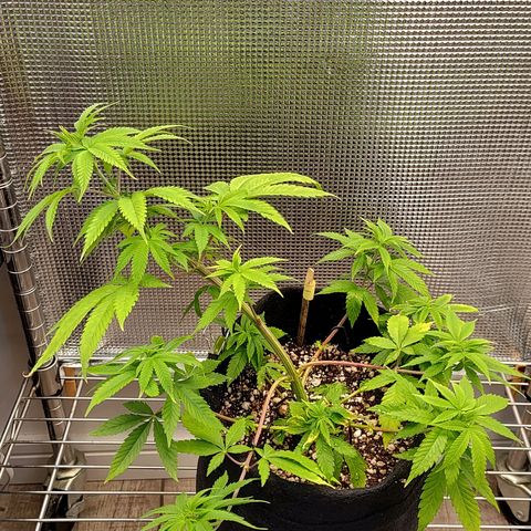 Speranza growlog timeline photo