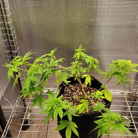 Speranza growlog timeline photo