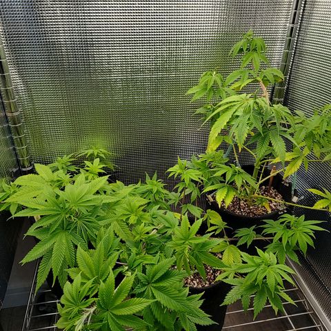 Speranza growlog timeline photo
