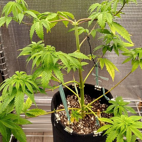 Speranza growlog timeline photo