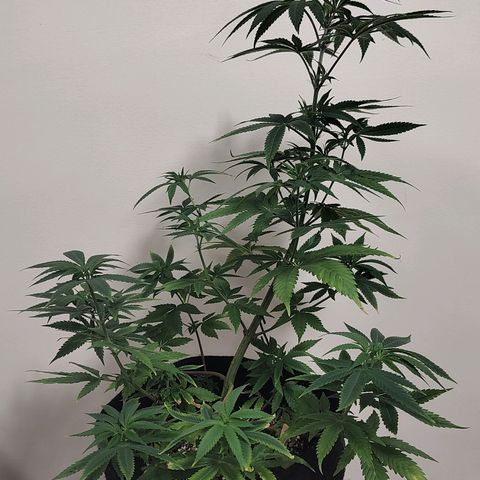 Speranza growlog timeline photo