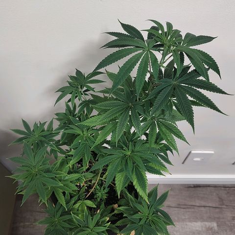 Speranza growlog timeline photo