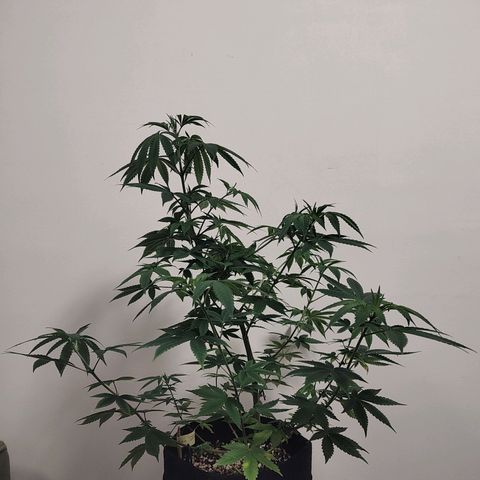 Speranza growlog timeline photo