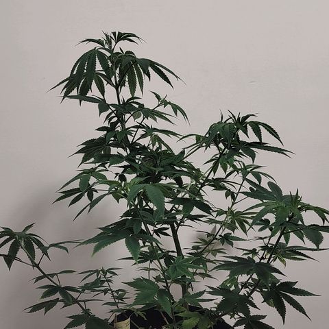 Speranza growlog timeline photo