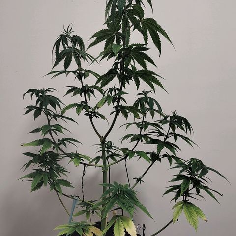 Speranza growlog timeline photo