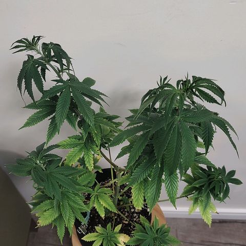 Speranza growlog timeline photo