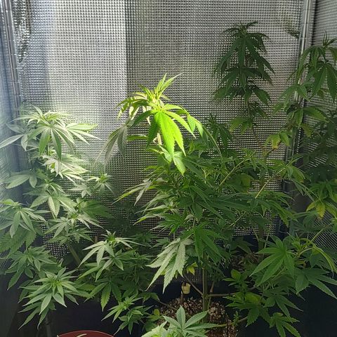 Speranza growlog timeline photo