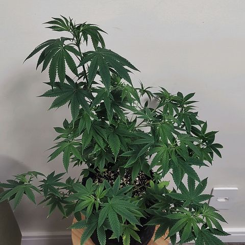 Speranza growlog timeline photo