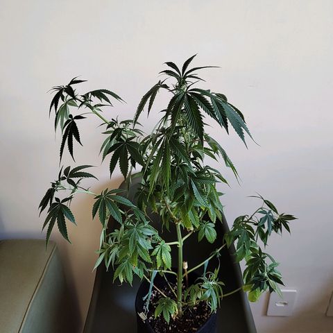 Speranza growlog timeline photo