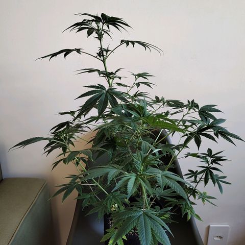 Speranza growlog timeline photo
