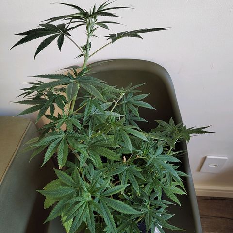 Speranza growlog timeline photo