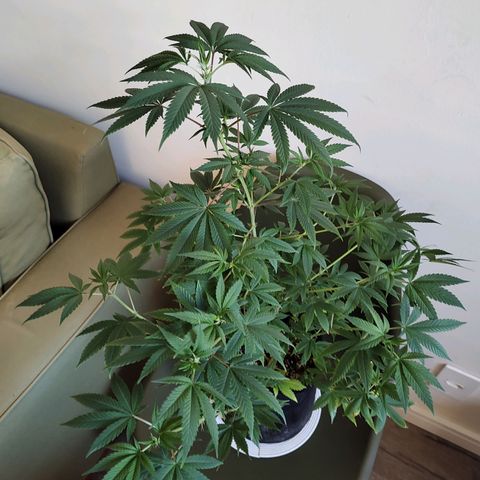 Speranza growlog timeline photo