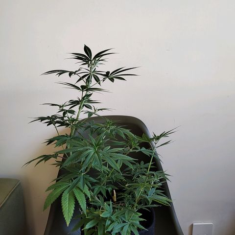Speranza growlog timeline photo