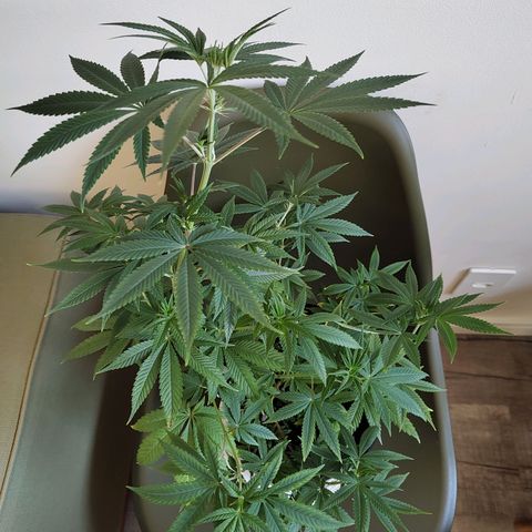 Speranza growlog timeline photo