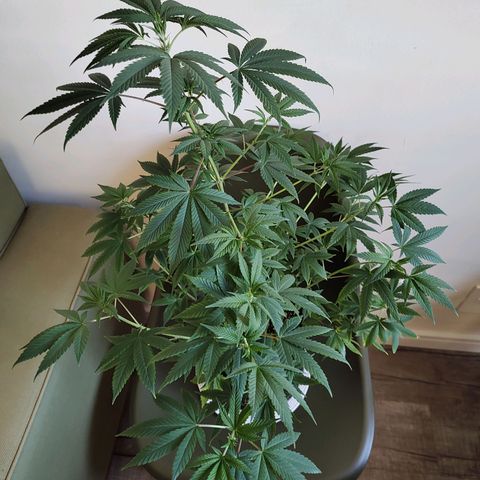 Speranza growlog timeline photo