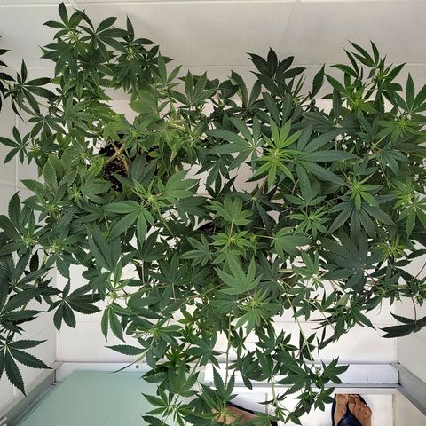 Speranza growlog timeline photo