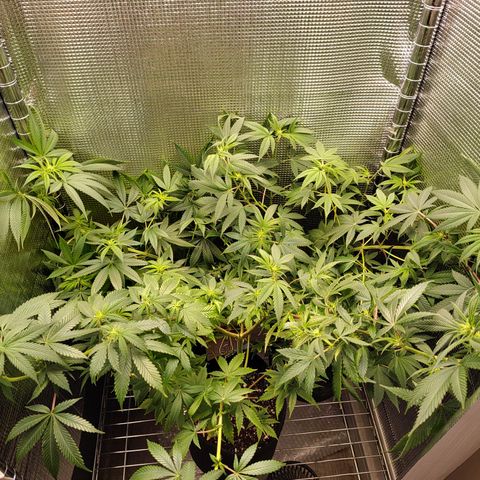 Speranza growlog timeline photo