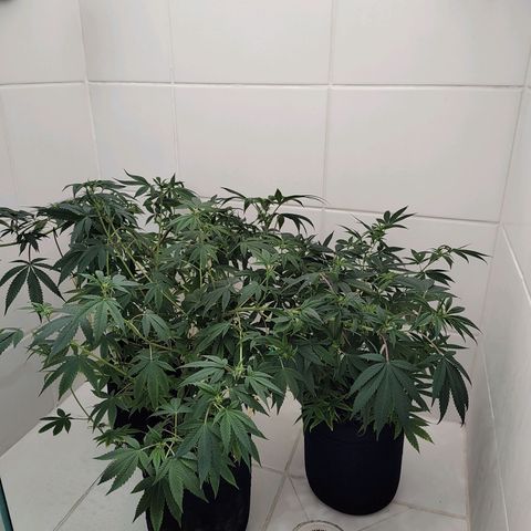 Speranza growlog timeline photo