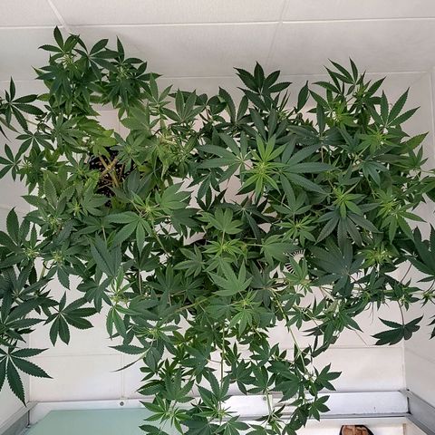 Speranza growlog timeline photo