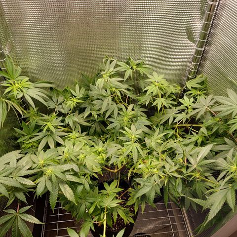 Speranza growlog timeline photo