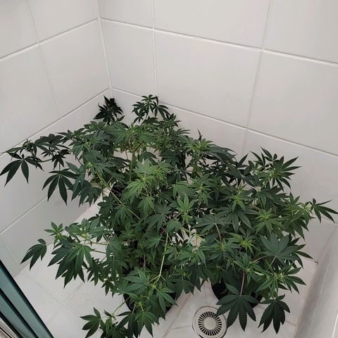 Speranza growlog timeline photo