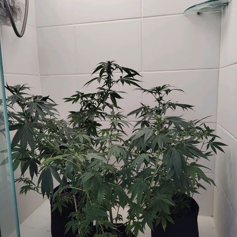 Speranza growlog timeline photo