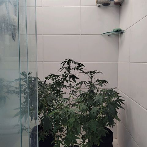 Speranza growlog timeline photo