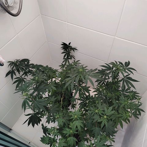 Speranza growlog timeline photo