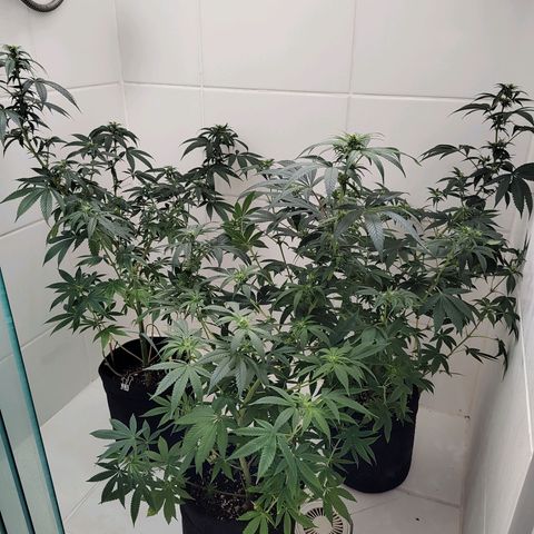 Speranza growlog timeline photo