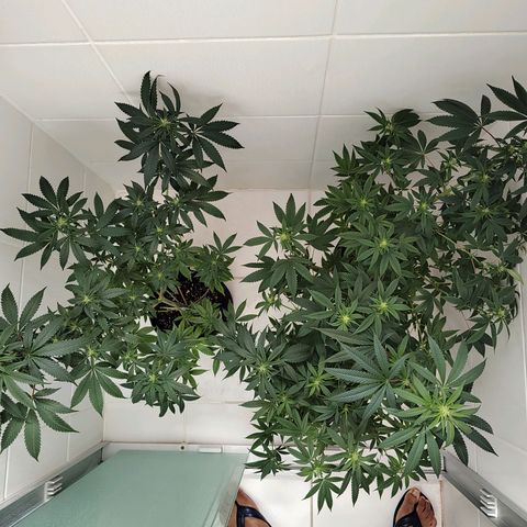 Speranza growlog timeline photo