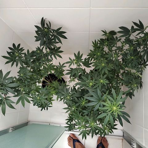 Speranza growlog timeline photo