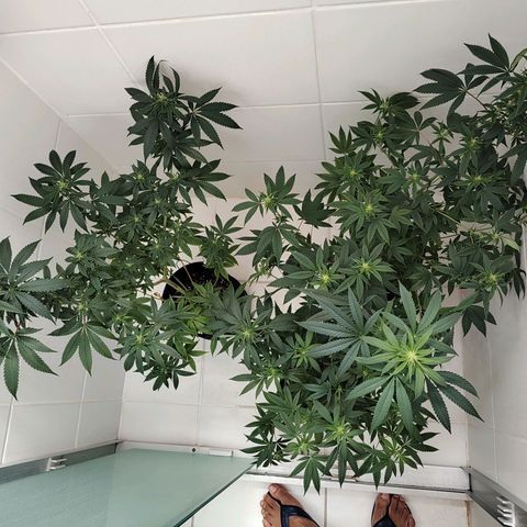 Speranza growlog timeline photo