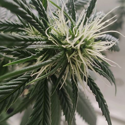 Speranza growlog timeline photo
