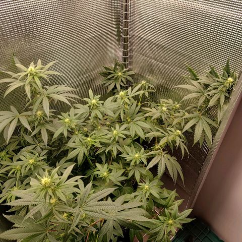Speranza growlog timeline photo