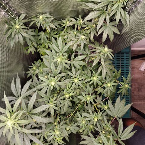 Speranza growlog timeline photo