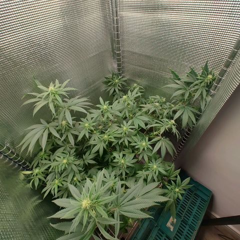 Speranza growlog timeline photo