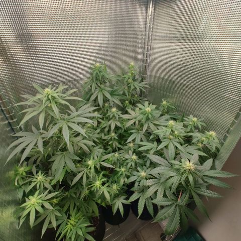 Speranza growlog timeline photo